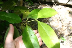 Elaeodendron melanocarpum