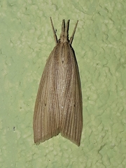 Chilo sacchariphagus indicus