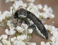 Acmaeoderella flavofasciata pilivestis