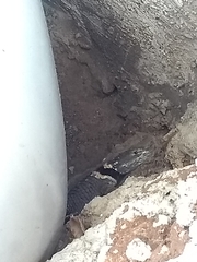 Sceloporus mucronatus