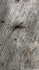 Anopheles