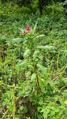Impatiens glandulifera