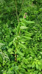 Impatiens glandulifera