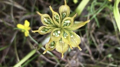 Caltha palustris palustris