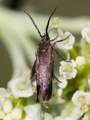 Scythris fuscicomella