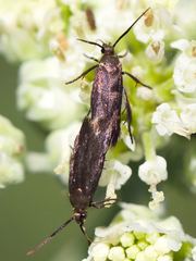 Scythris fuscicomella