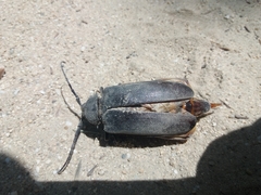 Rhaesus serricollis