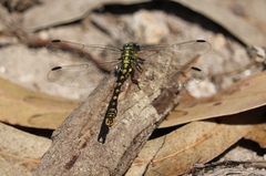 Onychogomphus