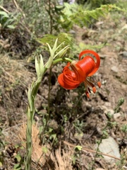Lilium chalcedonicum