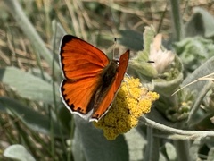 Lilium chalcedonicum