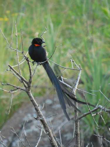 Red-collared Widowbird