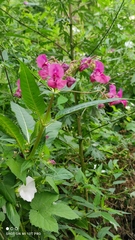 Impatiens glandulifera