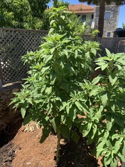 Lilium chalcedonicum