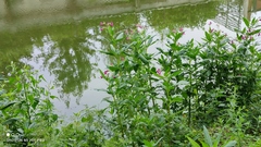 Impatiens glandulifera