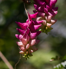 Ipomoea bracteata