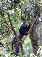 Cercopithecus mitis stuhlmanni