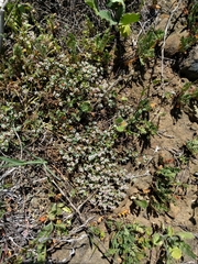 Euphorbia polycarpa polycarpa