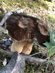 Tylopilus alboater