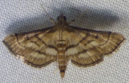 Acrobat Moth photo 2