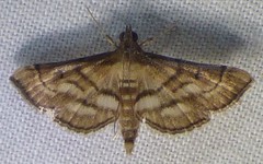 Marasmia cochrusalis