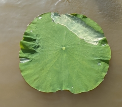 Nelumbo