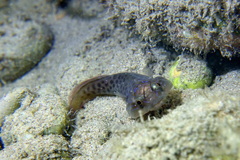 Lepadogaster lepadogaster