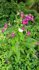 Impatiens glandulifera