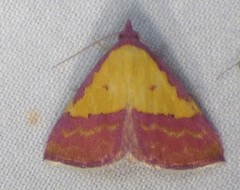 Phytometra rhodarialis