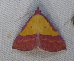 Phytometra rhodarialis