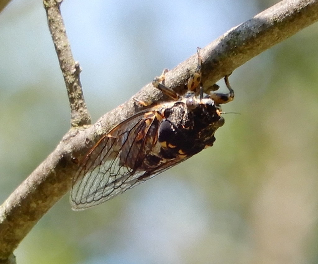 Canadian Cicada from Lambton Shores, ON, Canada on July 25, 2021 at 12