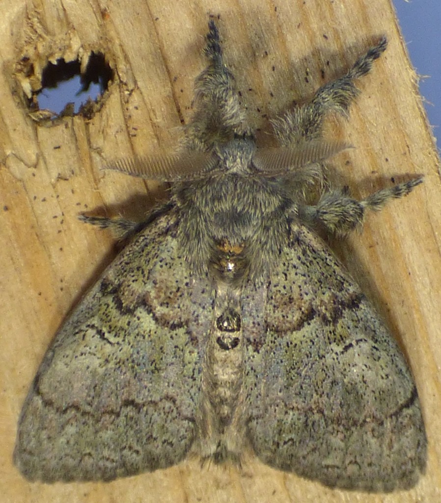 Variable Tussock Moth