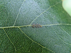 Eucallipterus tiliae