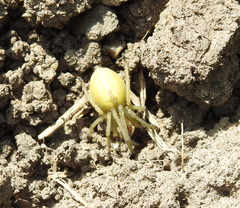 Cheiracanthium punctorium