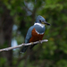 Ringed Kingfisher - Photo (c) Cullen Hanks, some rights reserved (CC BY-NC), uploaded by Cullen Hanks