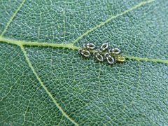 Eucallipterus tiliae