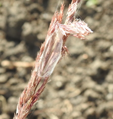 Cheiracanthium punctorium
