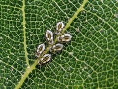 Eucallipterus tiliae