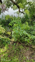 Angelica archangelica