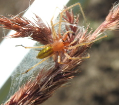 Cheiracanthium punctorium