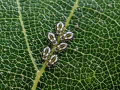 Eucallipterus tiliae