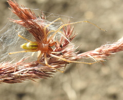 Cheiracanthium punctorium