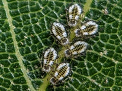 Eucallipterus tiliae
