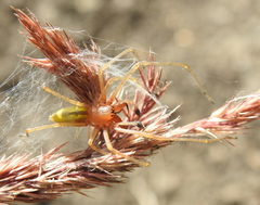 Cheiracanthium punctorium