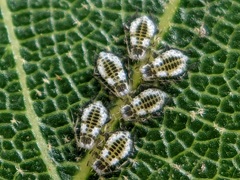 Eucallipterus tiliae