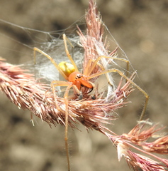 Cheiracanthium punctorium