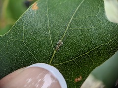 Eucallipterus tiliae