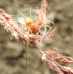 Cheiracanthium punctorium