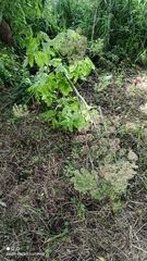 Angelica archangelica