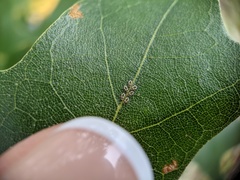 Eucallipterus tiliae