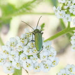 Chrysanthia viridissima